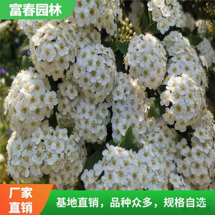 麻葉繡線菊 庭院別墅小區(qū)綠化 園林綠籬植物 花園街道觀景花苗