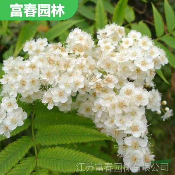 珍珠梅 觀花植物 市政新農(nóng)村改造工程綠化苗 園林觀花配植