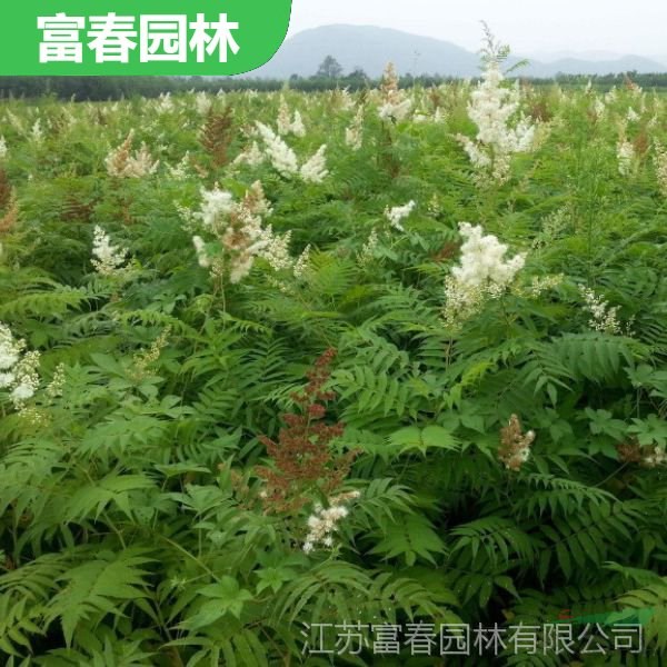 珍珠梅 觀花植物 市政新農(nóng)村改造工程綠化苗 園林觀花配植