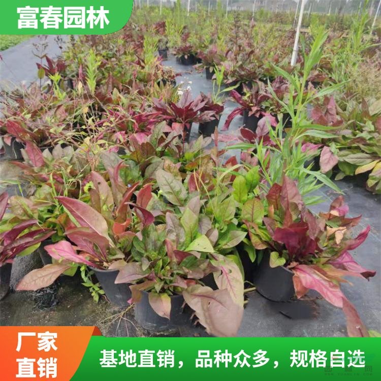 苗圃出售 紫葉毛地黃 地被植物花境配植 園林庭院綠化用苗