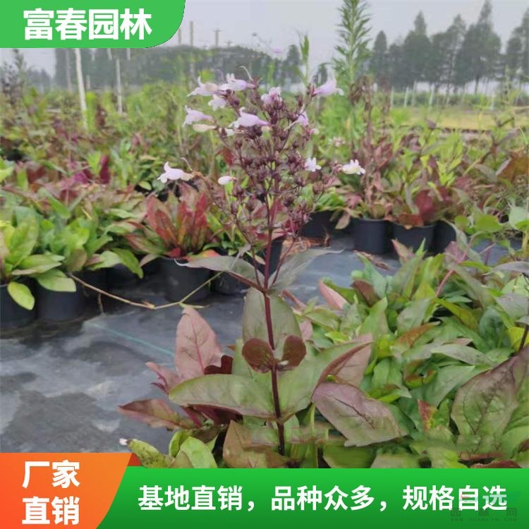 苗圃出售 紫葉毛地黃 地被植物花境配植 園林庭院綠化用苗