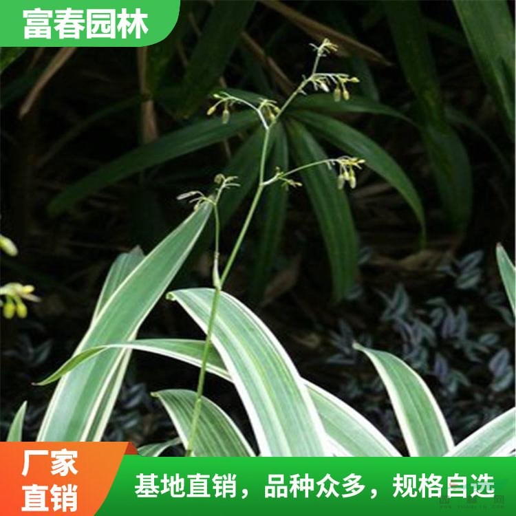 苗圃出售 銀邊山管蘭 葉色秀麗 株形優(yōu)美 多年生常綠宿根植物