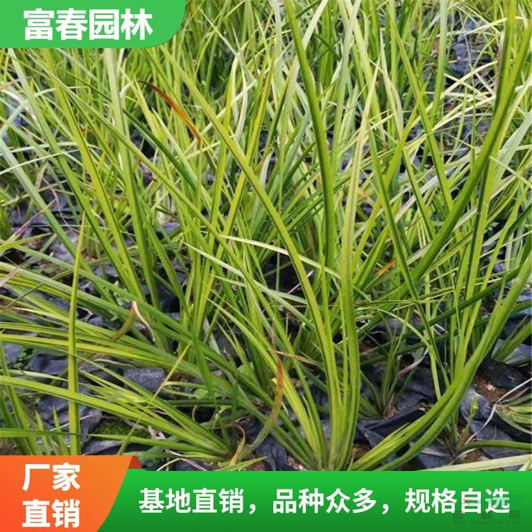 水生植物花葉菖蒲 金葉石菖 蒲 基地種植 景區(qū)庭院綠化苗木