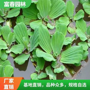 水生植物大 薸 大薸苗 自產(chǎn)自銷 基地種植 品種多 水體綠化苗