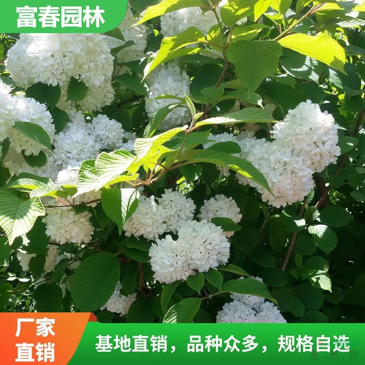 出售 木香花 景區(qū)園林庭院造景花苗 市政新農(nóng)村綠化工程苗