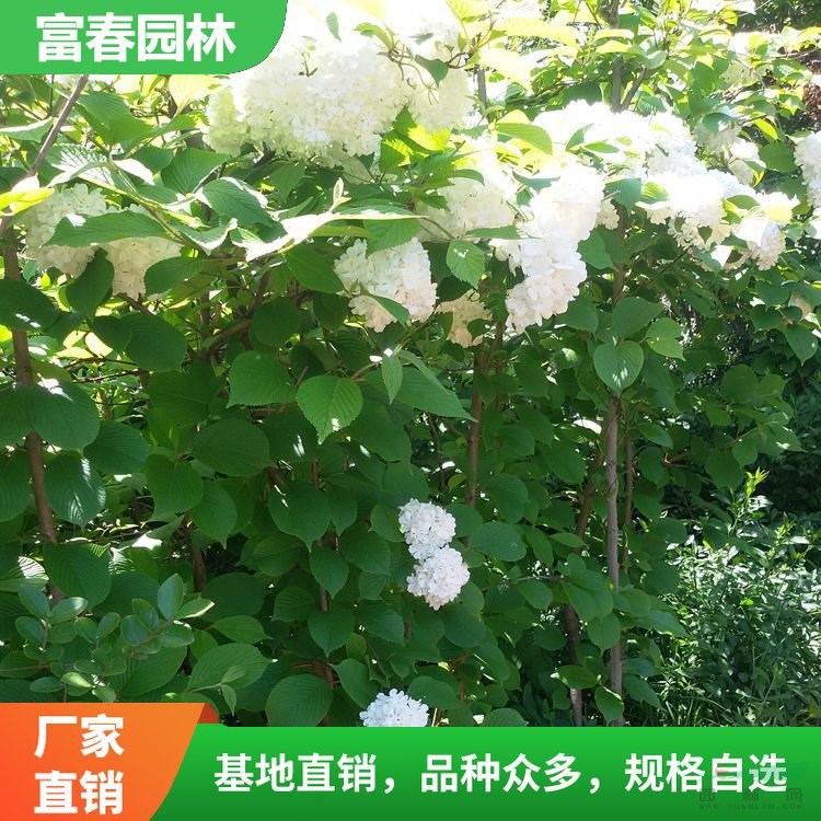 出售 木香花 景區(qū)園林庭院造景花苗 市政新農(nóng)村綠化工程苗