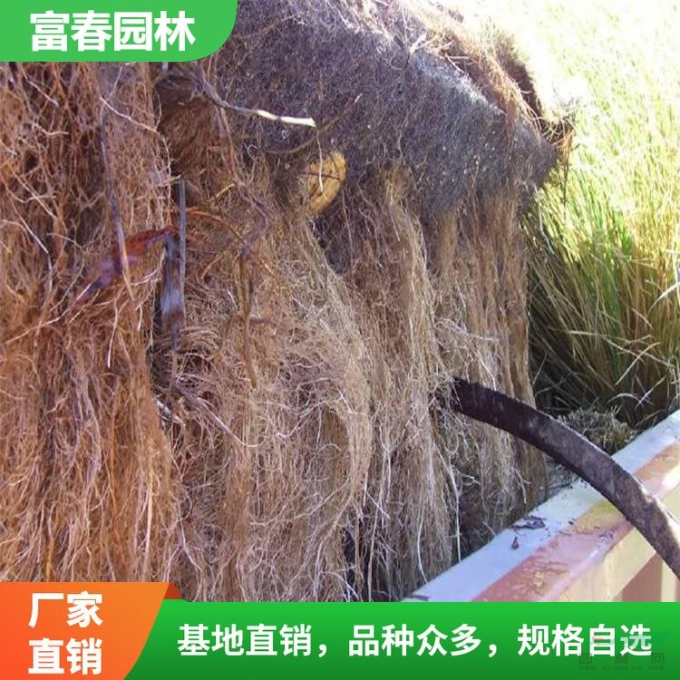 定制浮動(dòng)生態(tài)濕地 植物纖維材料 水面水體綠化 河道治理浮床