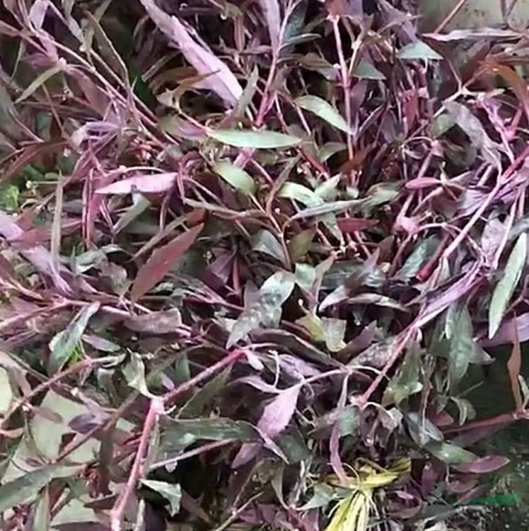 常年供應(yīng)水生植物紅蓮子草 花壇花鏡鑲邊配植 園林綠化工程苗