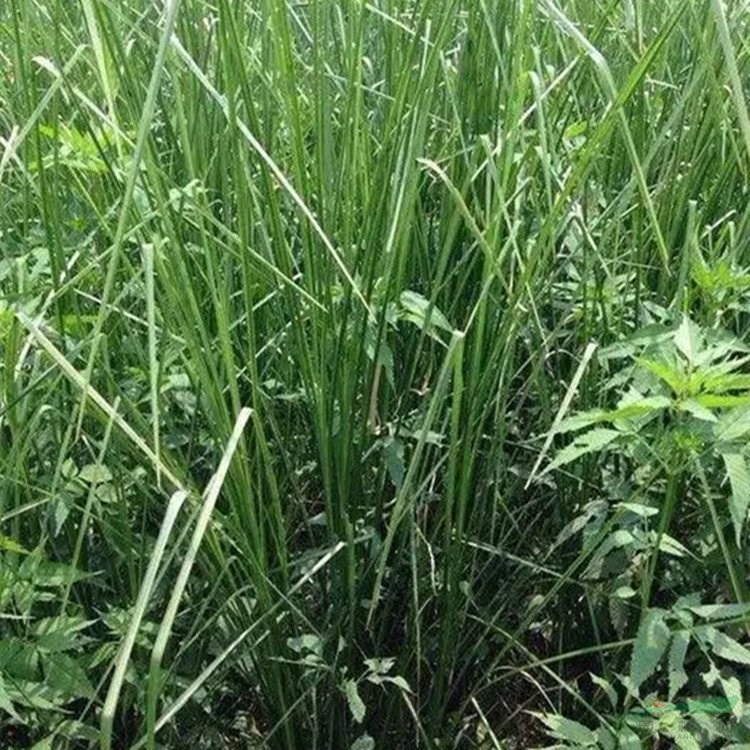 苗木出售香根草 景區(qū)園林 庭院綠化苗木 道路隔離帶地被花壇配植