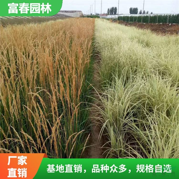 出售拂子茅 固定泥沙保護(hù)河岸材料 花壇花鏡園林綠化配植常用草