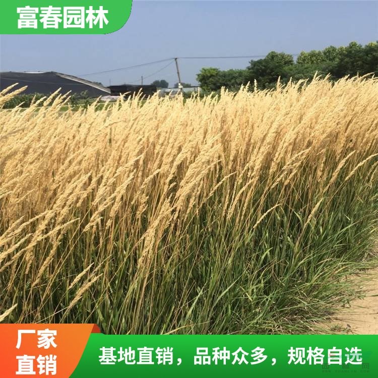 出售拂子茅 固定泥沙保護(hù)河岸材料 花壇花鏡園林綠化配植常用草