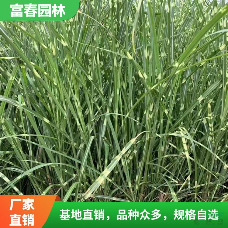 水生植物斑葉芒 斑葉芒苗 基地種植花壇鑲邊品種庭院綠化工程苗