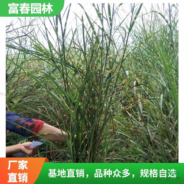 水生植物斑葉芒 斑葉芒苗 基地種植花壇鑲邊品種庭院綠化工程苗