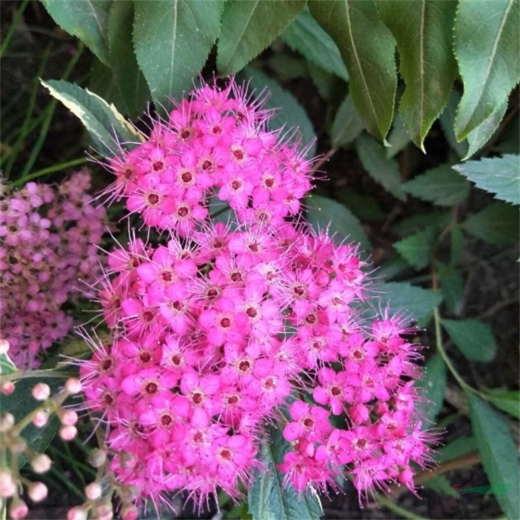 紅花繡線菊 地栽苗 粉色花系 庭院花園觀賞灌叢多年生植物 地被護坡