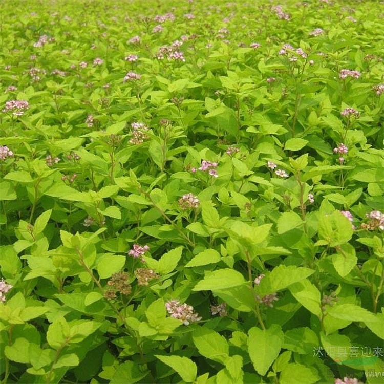 紅花繡線菊 地栽苗 粉色花系 庭院花園觀賞灌叢多年生植物 地被護坡