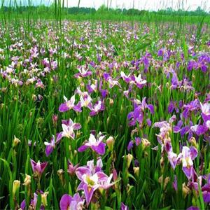 基地 鳶尾 景區(qū)園林花壇花鏡鑲邊品種 小區(qū)別墅庭院色塊綠化苗