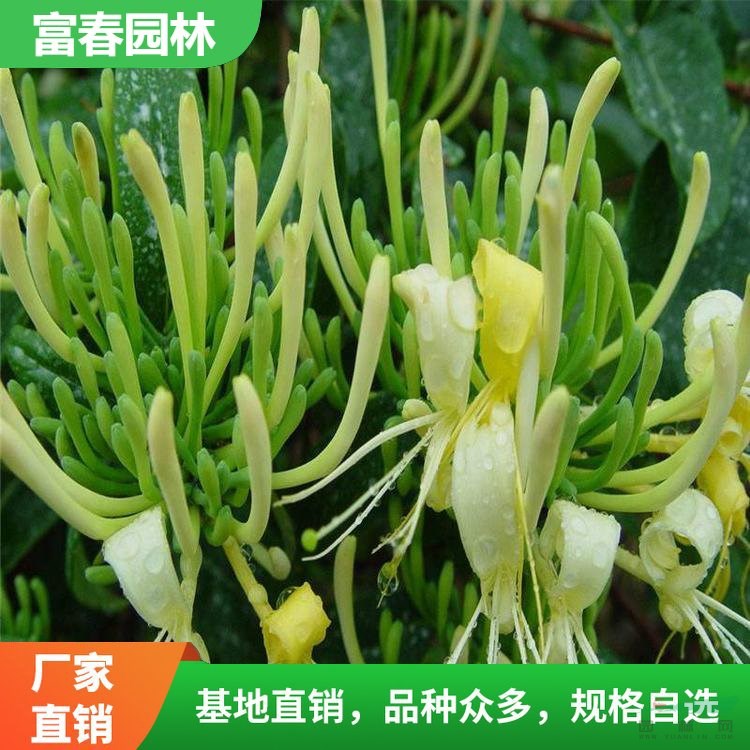 金銀花基地種植 別墅小區(qū)園林美麗新農(nóng)村市政綠化工程改造苗