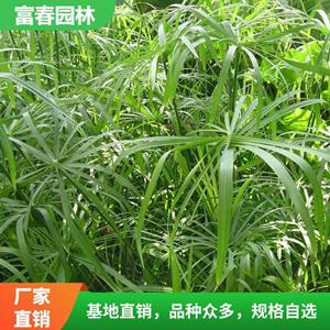 旱傘草 旱 傘草苗 自產(chǎn)自銷 基地種植 景區(qū)庭院綠化工程