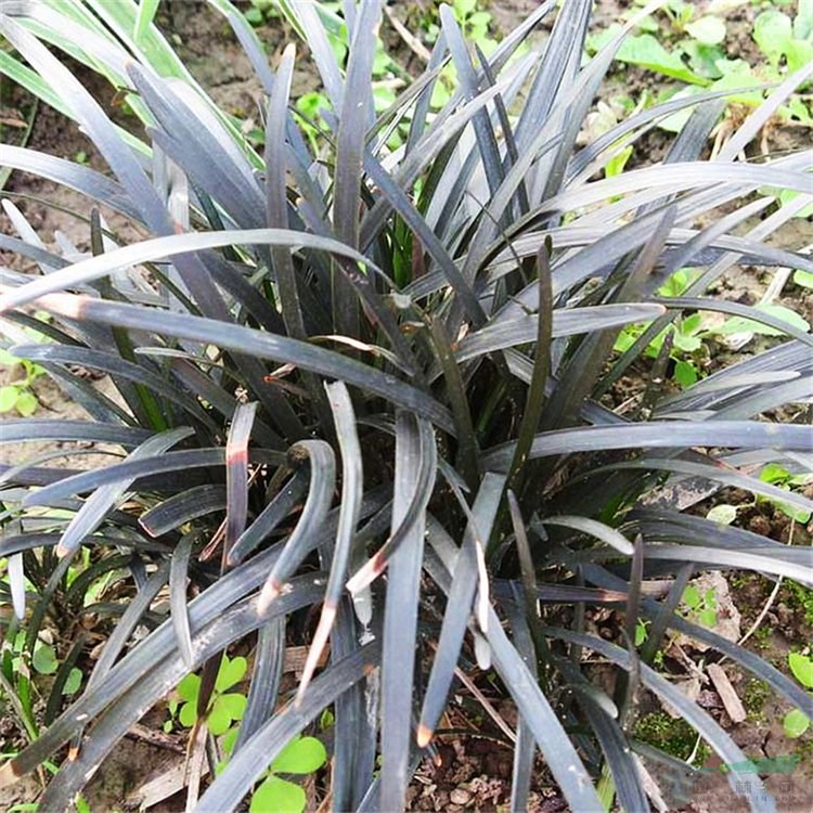 供應黑麥冬 地被護坡點綴植物 小區(qū)庭院公園綠化觀賞景區(qū)園林種植