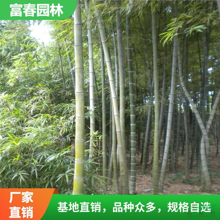 基地 毛竹 景區(qū)園林景觀綠化竹 護土固坡造景配植