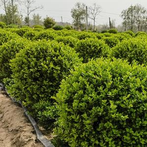 1-5米冠幅金葉女貞球 公園綠化樹 景區(qū)花境打造球類植物