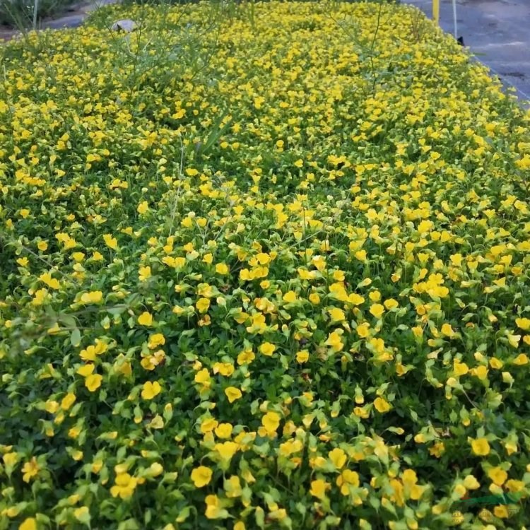 金莎蔓小苗花 伏脅花 地栽 花鏡花壇園林綠化工程觀賞花卉