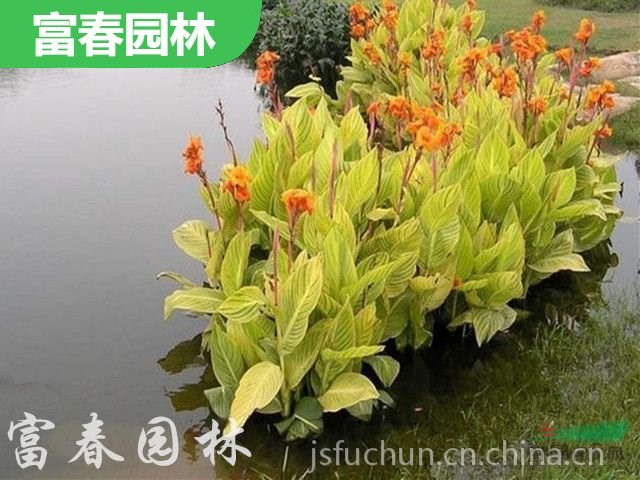 供應(yīng) 水生植物 花葉美人蕉 景區(qū)園林地被綠化造景配植