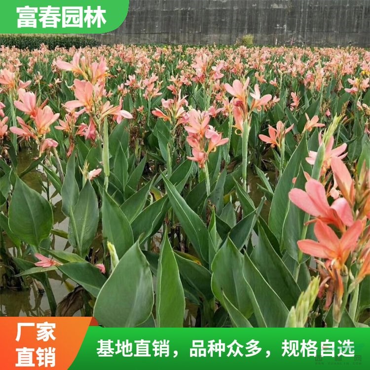 供應(yīng) 水生植物 花葉美人蕉 景區(qū)園林地被綠化造景配植