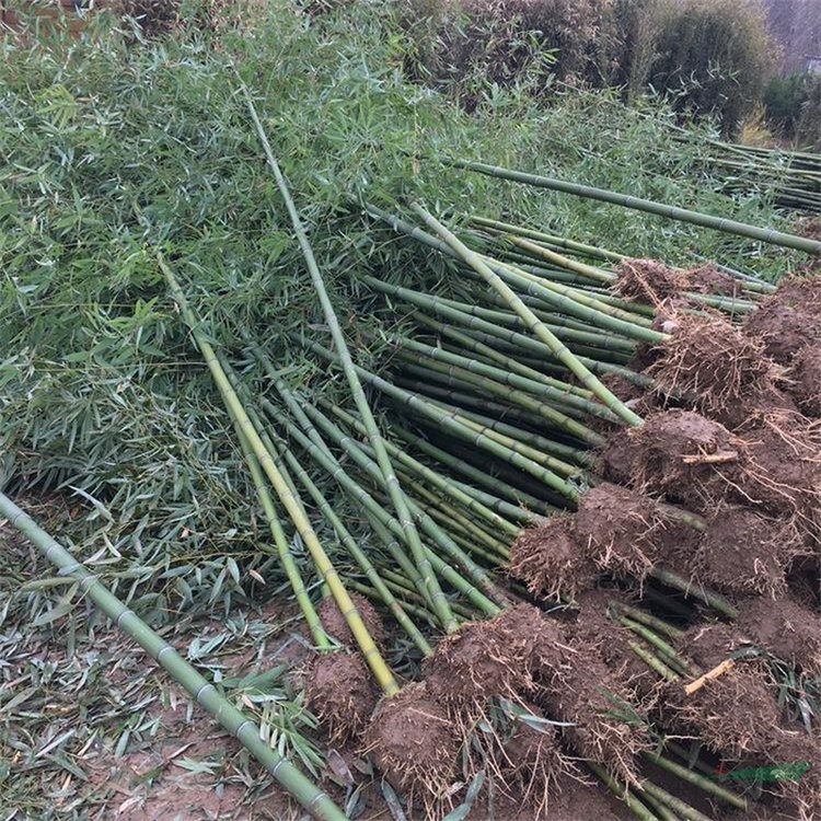 種植基地批發(fā) 早園竹小苗 園林庭院觀賞竹 護土固坡工程苗