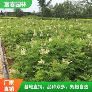 苗圃出售 珍珠梅 綠化工程苗 園林庭院觀賞植物