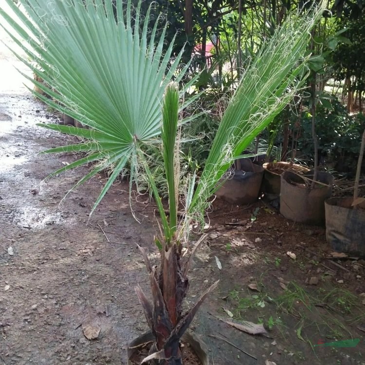 蒲葵 園林扇葉葵葵樹 棕櫚類植物 園林綠化栽植苗木袋苗