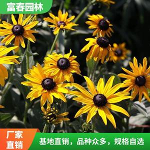 苗圃出售 黑心菊 花海工程打造 園林庭院造景植物