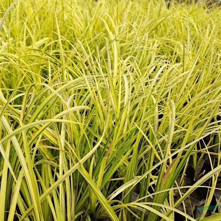 金葉石菖蒲 河道公園置景 適應性較強 多年生常綠草本植物 耐寒