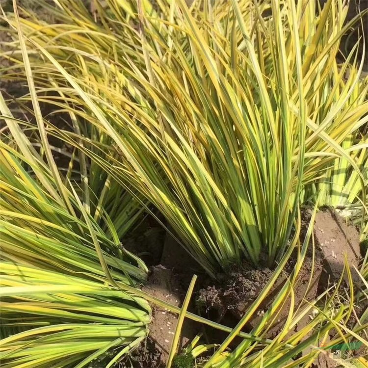 金葉石菖蒲 河道公園置景 適應性較強 多年生常綠草本植物 耐寒