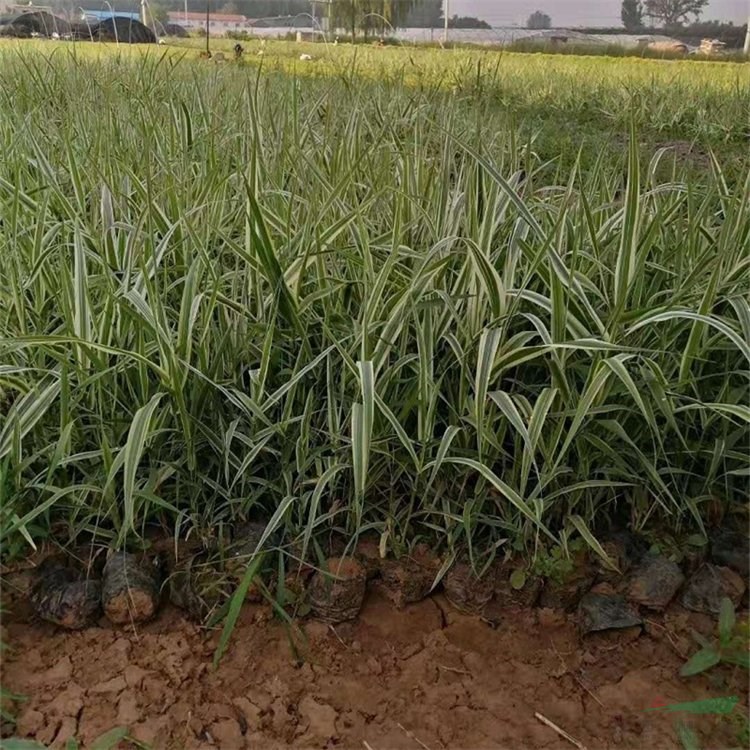 基地出售花葉蘆竹 水養(yǎng)植物公園河畔綠化 庭院裝飾 河道池塘種植苗