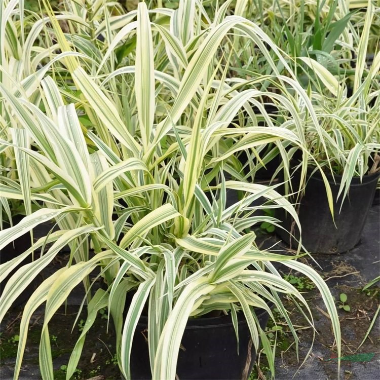 基地出售花葉蘆竹 水養(yǎng)植物公園河畔綠化 庭院裝飾 河道池塘種植苗