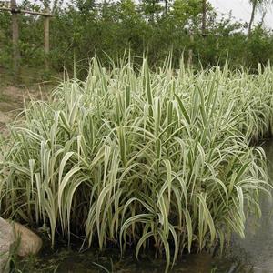 基地出售花葉蘆竹 水養(yǎng)植物公園河畔綠化 庭院裝飾 河道池塘種植苗