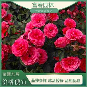 多分枝 紅帽月季 風(fēng)花月季 月季花苗 耐寒耐熱 花壇花境觀賞