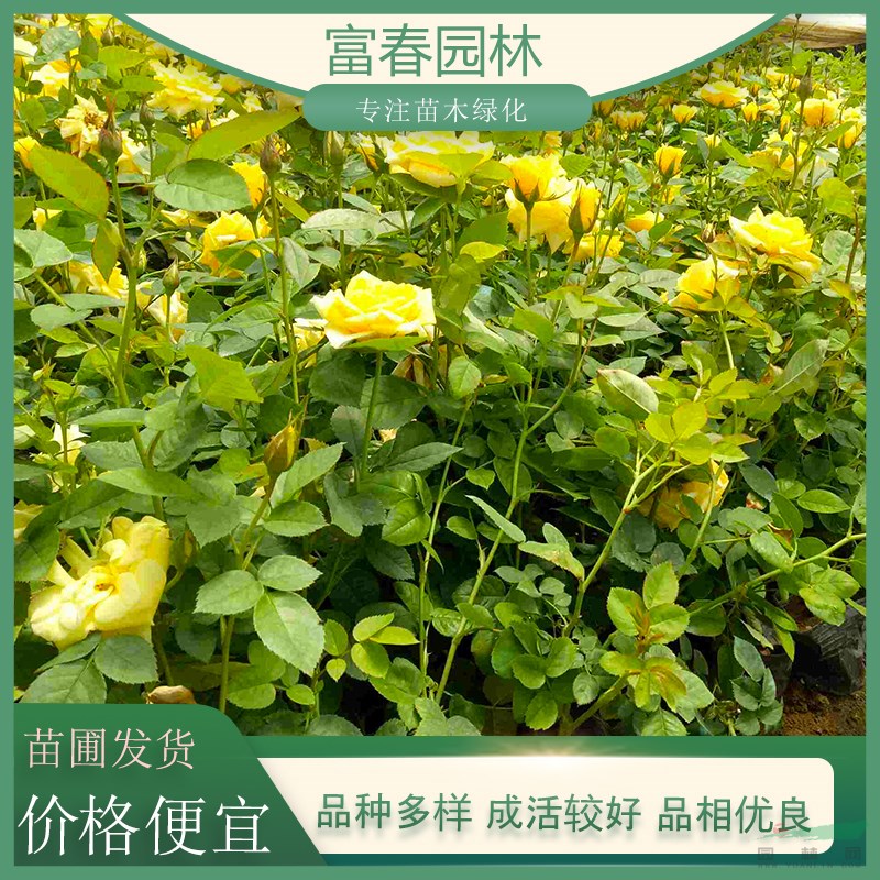 多分枝 紅帽月季 風(fēng)花月季 月季花苗 耐寒耐熱 花壇花境觀賞