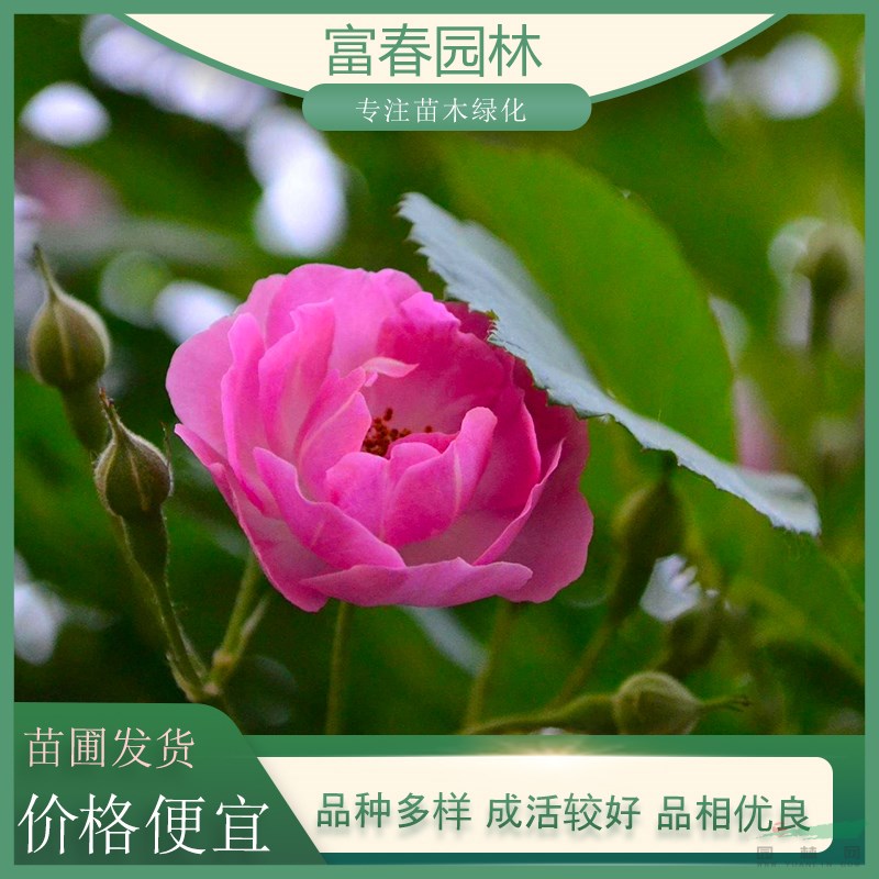 多分枝 紅帽月季 風(fēng)花月季 月季花苗 耐寒耐熱 花壇花境觀賞