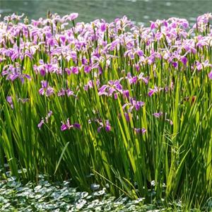 鳶尾苗 基地種植景區(qū)觀賞種植 濕地公園種植綠化花壇花鏡租擺