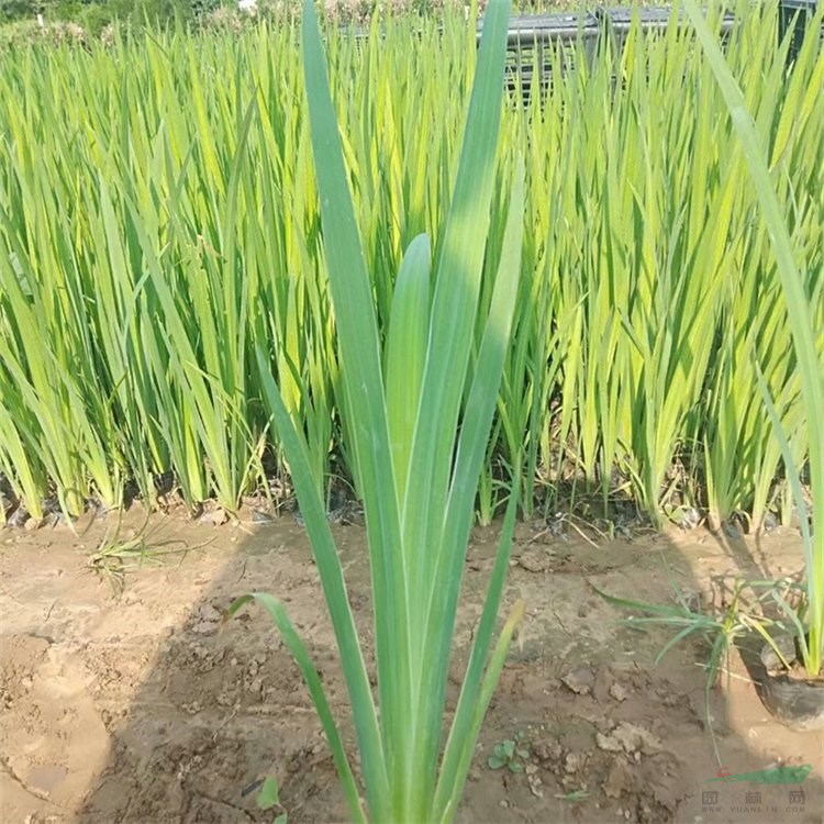 鳶尾苗 基地種植景區(qū)觀賞種植 濕地公園種植綠化花壇花鏡租擺