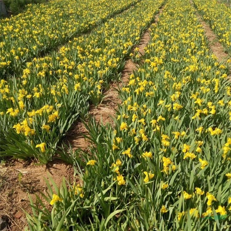 鳶尾苗 基地種植景區(qū)觀賞種植 濕地公園種植綠化花壇花鏡租擺