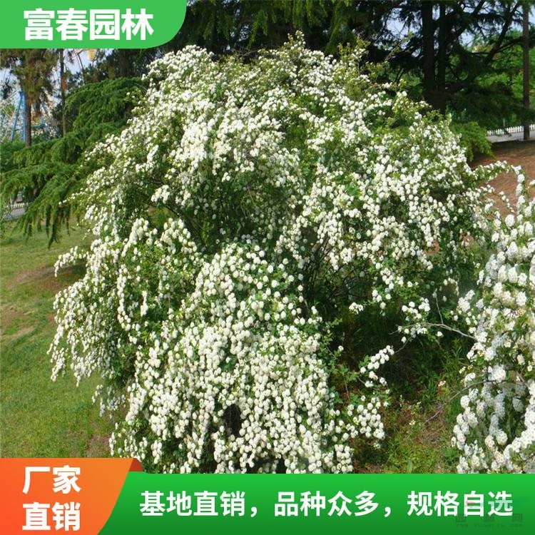 長期供應(yīng)三 裂繡線菊 庭院景區(qū)園林綠化苗木 花壇花鏡鑲邊配植