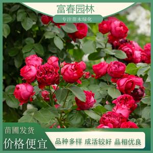 苗圃供應(yīng)藤本月季 月季花苗 花鏡花壇園林 隔離帶綠化觀賞性花卉