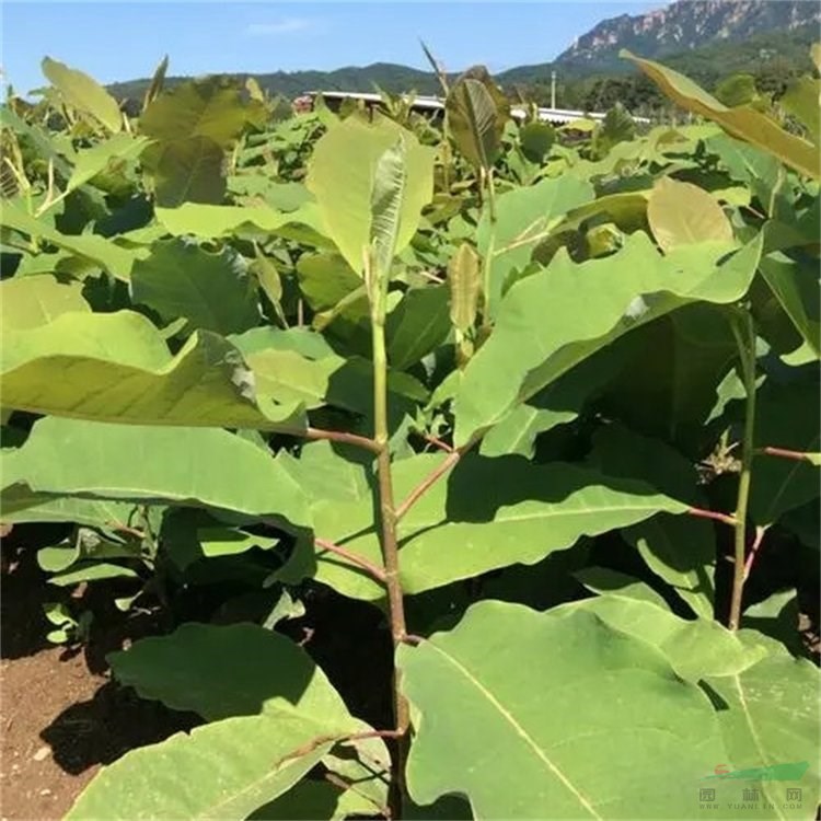 日本厚樸 庭園觀賞樹種 孤植 對植 叢植或群植作庭蔭樹綠化樹