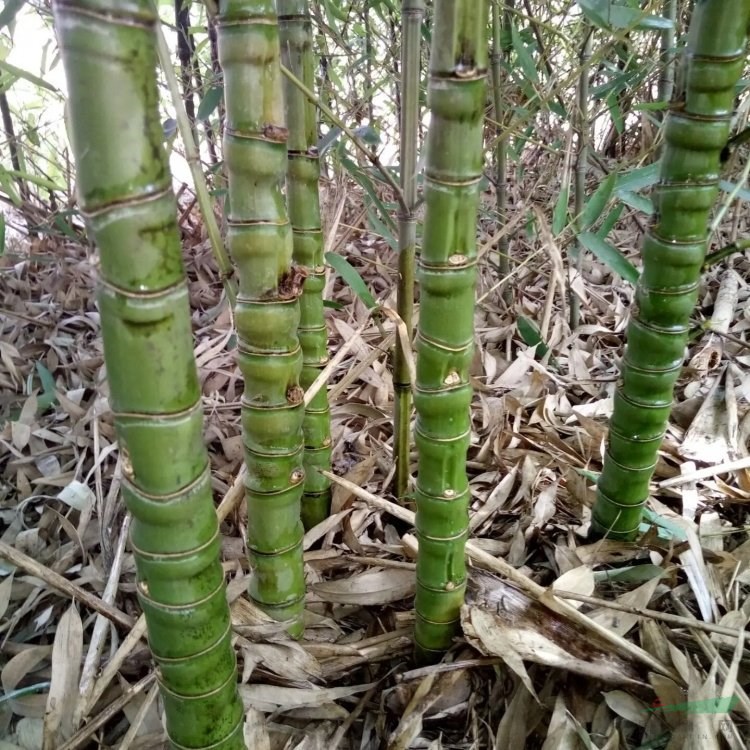 羅漢竹 園林綠化竹 基地直供 各規(guī)格批發(fā)出售 觀賞竹