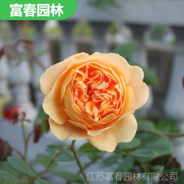 歐月濃香 四季開花 瑪格麗特王妃 多花薔薇苗藤本球狀月季花苗