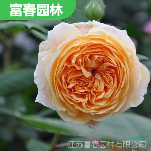 歐月濃香 四季開花 瑪格麗特王妃 多花薔薇苗藤本球狀月季花苗