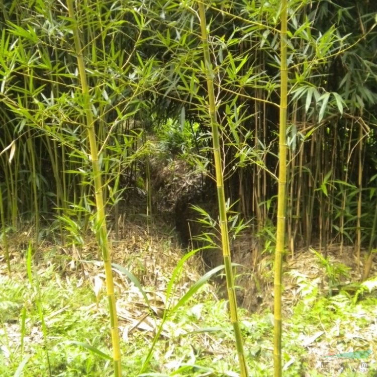 長葉苦竹 景區(qū)綠化植物 多規(guī)格種植 園林觀賞苗木基地栽植